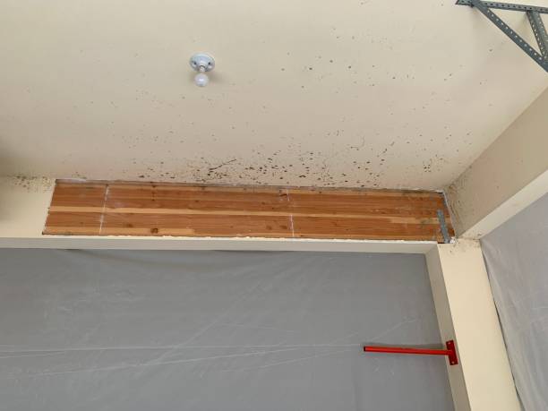 Best Mold Odor Removal Services  in Lakeside, VA