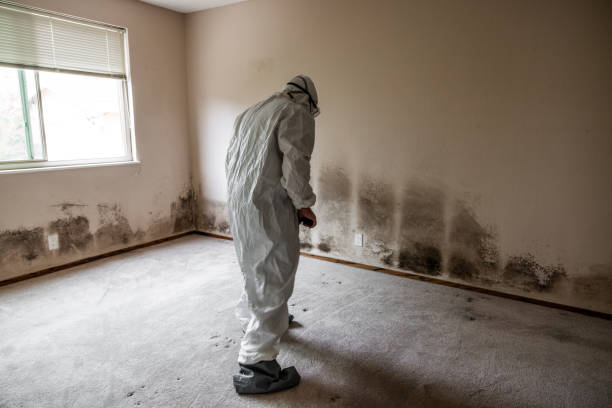 Best Attic Mold Removal  in Lakeside, VA